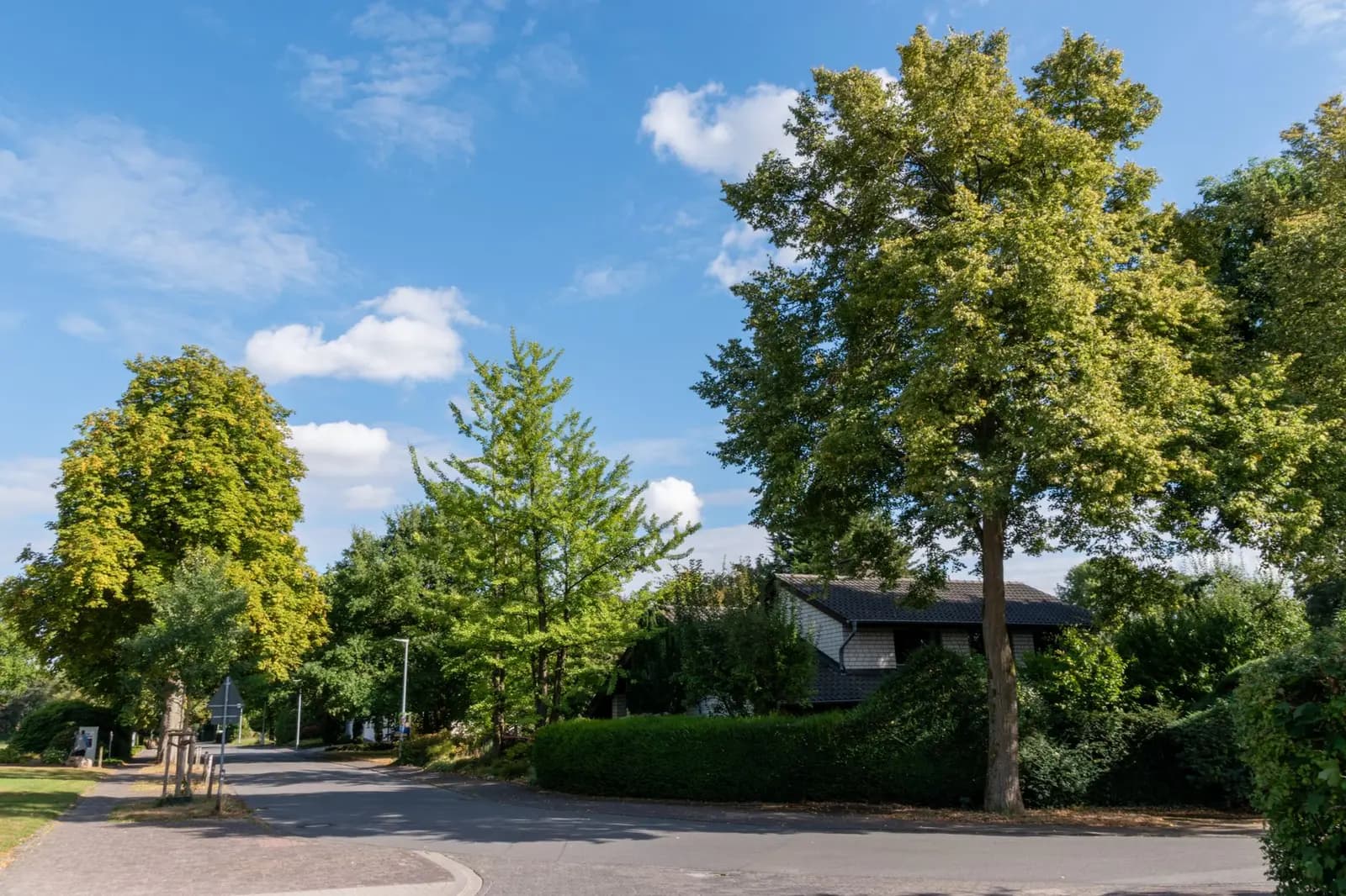 A quiet tree-lined community street on a summer day
